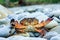 Wild sea crab with threatening claws in defending pose at summer seaside on grey pebble beach background