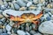 Wild sea crab with threatening claws in defending pose at summer seaside on grey rocky beach background