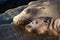 Wild Sea Lion Mother and Pup Laying Together Sleeping Side by Side Portrait