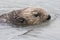 Wild Sea Otter in Kenai Fjords National Park