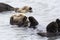 Wild Sea Otter in Kenai Fjords National Park