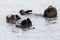 Wild Sea Otter in Kenai Fjords National Park