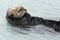 Wild Sea Otter in Kenai Fjords National Park