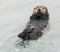 Wild Sea Otter in Kenai Fjords National Park