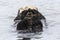 Wild Sea Otter in Kenai Fjords National Park