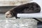 Wild Sea Otter in Kenai Fjords National Park