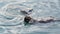 Wild sea otter marine animal swimming in ocean water, California coast wildlife.