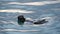 Wild sea otter marine animal swimming in ocean water, California coast wildlife.