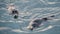 Wild sea otter marine animal swimming in ocean water, California coast wildlife.