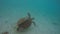 Wild sea turtle with 2 friends