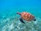 Wild sea turtle in blue ocean closeup. Green sea turtle closeup.