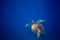Wild sea turtle and blue sea abyss. Sea tortoise swims in deep blue ocean.