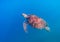 Wild sea turtle in blue water of tropical sea. Cute marine tortoise in natural environment. Snorkeling or diving banner