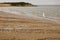 Wild seagull on beach