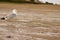 Wild seagull on beach