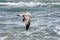 Wild Seagull in Flight