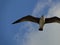 Wild seagull flying in the blue sky Marine bird flight In motion Landscape Screen wallpaper 2024