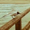 Wild seagull landing on wooden railing