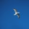 Wild seagull in the sky