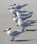 Wild Seagulls on the Beach
