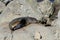 Wild seal can seen sun bathing on the rocks