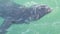 Wild seal or sea lion swimming, ocean water, big alpha male. California wildlife