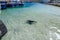 A wild seal swimming in the harbour at noordhoek in capetown,south africa