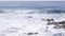 Wild seal swimming in water, sea lion by rocky ocean beach, Pelican flock flying