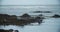 Wild seals resting on rocky coastline