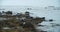 Wild seals resting on rocky coastline