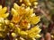 Wild Sedum in bloom