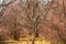 Wild service tree, Sorbus torminalis, buds on a twig in spring