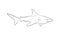 Wild Shark Drawing Vector Illustration