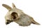 Wild sheep horned skull isolated on a white background