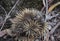 Wild short-beaked echidna with dirty muzzle and paws try to to curl up in to a ball to hide itself and protect. Tachyglossus