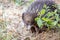 Wild Short-beaked Echidna Foraging at Hanging Rock, Victoria, Australia, March 2019