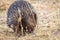 Wild Short-beaked Echidna Foraging at Hanging Rock, Victoria, Australia, March 2019