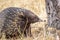 Wild Short-beaked Echidna Foraging at Hanging Rock, Victoria, Australia, March 2019