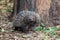 Wild short-beaked echidna, Tachyglossus aculeatus, walking in the eucalyptus forest. Australia.