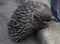 Wild short-beaked echidna ,Tachyglossus aculeatus, walking in the zoo. Australia.