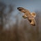 Wild Short eared owl banking round in flight (Asio flammeus)