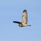 Wild short eared owl with bright yellow eye isolated against blue sky