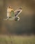 Wild Short eared owl in flight (Asio flammeus)