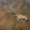 Wild Short eared owl in flight hunting for prey (Asio flammeus)