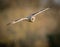 Wild Short eared owl in flight with straight wings (Asio flammeus)