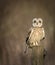 Wild Short eared owl sitting on fence post and looking