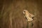 Wild Short eared owl sitting on fence post and looking on ground