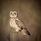 Wild Short eared owl sitting on fence post and staring forwards