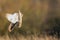 Wild Short eared owl stops in a dive on prey (Asio flammeus)