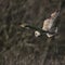 Wild Short eared owl stops in flight and looks for its prey (Asio flammeus)